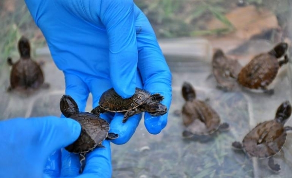 Diario HOY | Nacen 10 tortugas que están en peligro de extinción