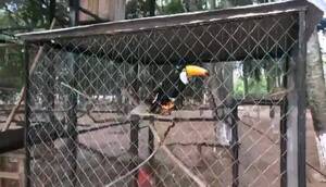 Crónica / [VIDEO] Al estilo Pablo Escobar, tenía zoológico con animales exóticos