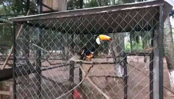 Crónica / [VIDEO] Al estilo Pablo Escobar, tenía zoológico con animales exóticos