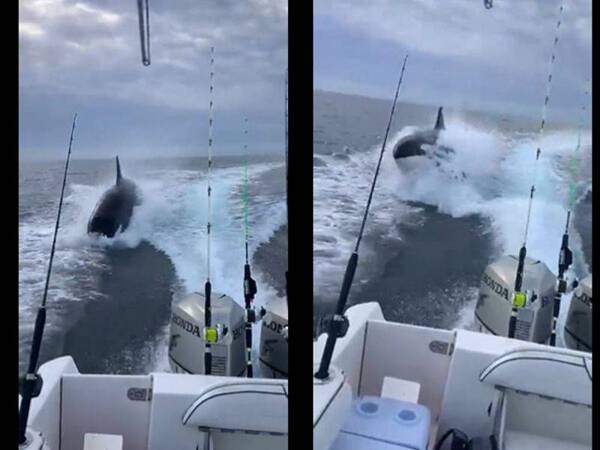 Crónica / [VIDEO] Estaban de “vacas” pero los seguía una orca a cara de perro