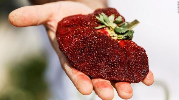 Récord Guinness para una frutilla gigante