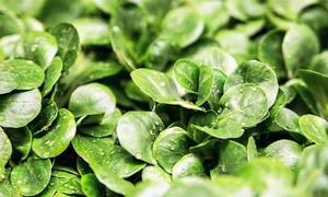 Comunidades indígenas alertan de la extinción de plantas comestibles - OviedoPress