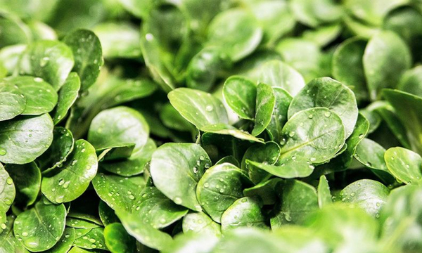 Comunidades indígenas alertan de la extinción de plantas comestibles - OviedoPress