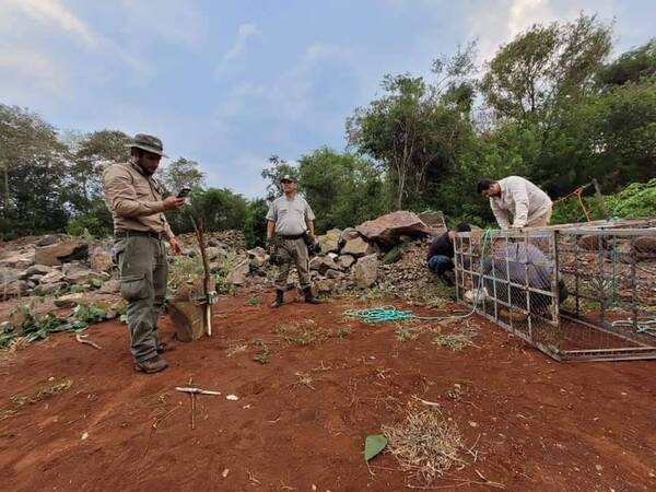 Crónica / Instituciones se unen para salir a atrapar pumas