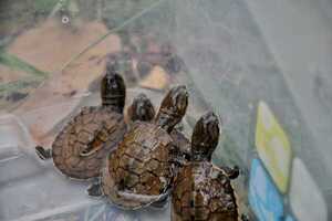 Nacieron diez tortugas que están en peligro de extinción en Paraguay