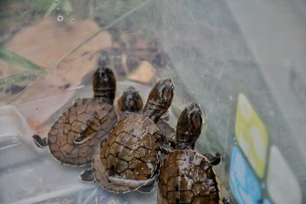 Nacieron diez tortugas que están en peligro de extinción en Paraguay