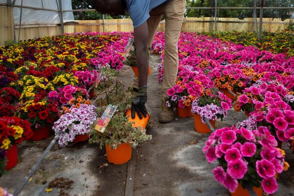 Costa Rica reanudará las exportaciones de plantas ornamentales a Europa - MarketData