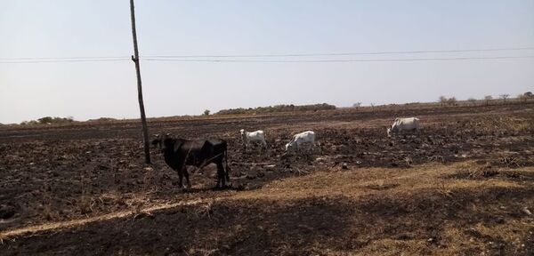 Ante la crisis de sequía e incendios, reactivan comité de emergencia departamental - Nacionales - ABC Color