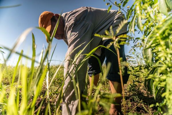 Presentan una herramienta que busca la conservación del Gran Chaco Americano con producción sostenible - Nacionales - ABC Color