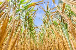Cultivos de maíz y soja zafriña, también perjudicados por calor intenso y sequía - MarketData