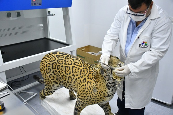 Laboratorio museológico de Itaipu conserva más de 8.000 animales taxidermizados - El Trueno