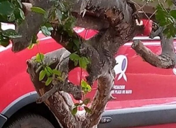 ARGENTINA: Detienen a dos personas vinculadas a Madres de Plaza de Mayo por incendiar campos en Corrientes