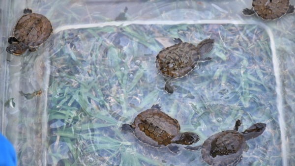 Nacen tortugas de agua en peligro de extinción en Centro de Itaipú