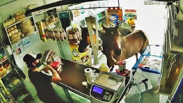 Susto galopante sin rienda: “Clientes” difíciles de domar en una despensa