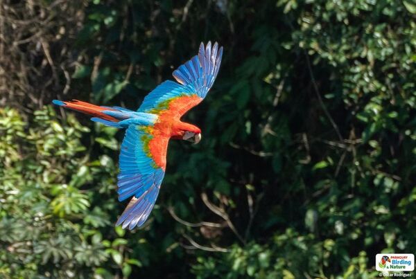 Estas son las aves más comunes de Asunción - Nacionales - ABC Color