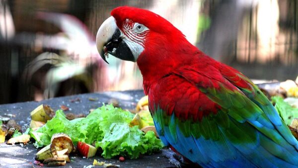 Lanzan libro que contiene una guía de las aves de Asunción