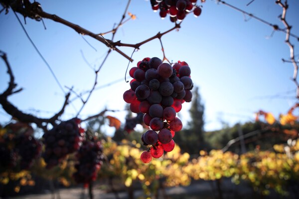 Perú se convierte en el primer exportador mundial de uvas - MarketData