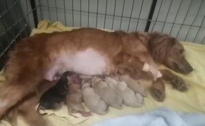 Muere la perrita rescatada de maltratos y deja varios cachorritos