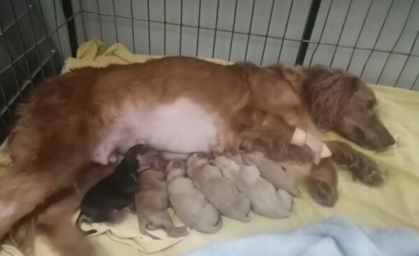 Muere la perrita rescatada de maltratos y deja varios cachorritos