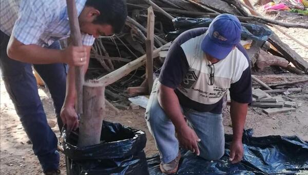 Ensilaje para bovinos, una técnica para conservar los forrajes