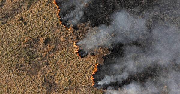 La Nación / El Pantanal perdió 4 millones de hectáreas debido a incendios