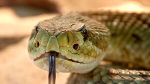 Serpiente atacó a niño y mamá no lo llevó al hospital por pedido de pastor