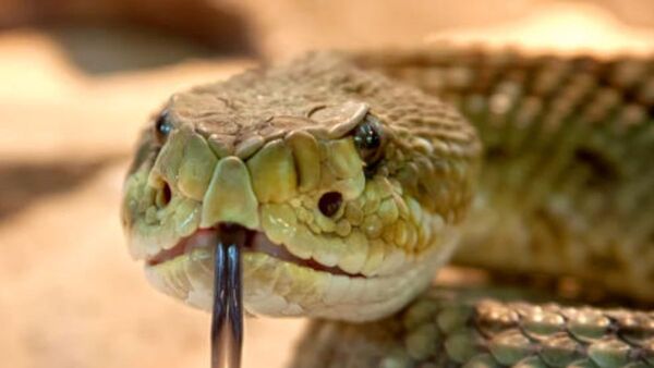 Serpiente atacó a niño y mamá no lo llevó al hospital por pedido de pastor