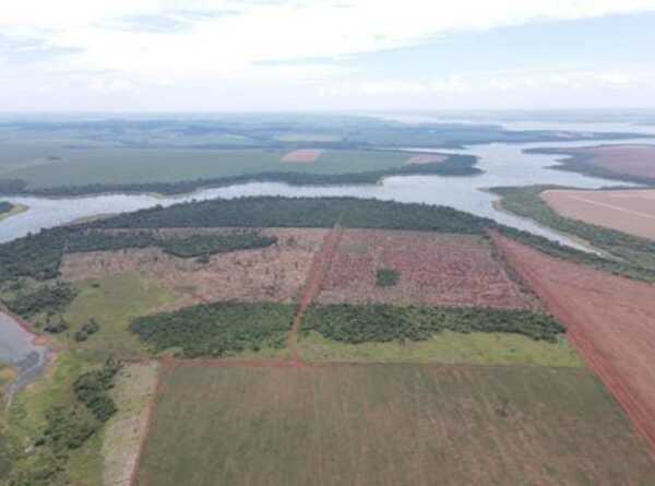 Imputan a dueño de agroganadera por depredación de bosques - La Clave