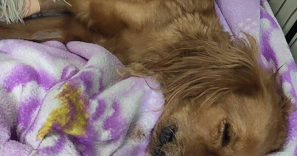 La Nación / Perrita preñada fue golpeada por su dueño y falleció: 4 cachorritos quedan huérfanos