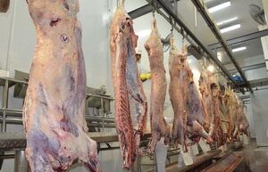 Preocupa impacto del conflicto Rusia-Ucrania en las exportaciones de carne  - Nacionales - ABC Color