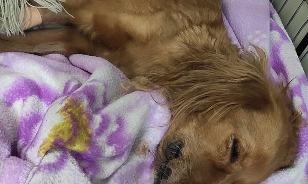 Murió la perrita embarazada y brutalmente golpeada por un arriero infeliz