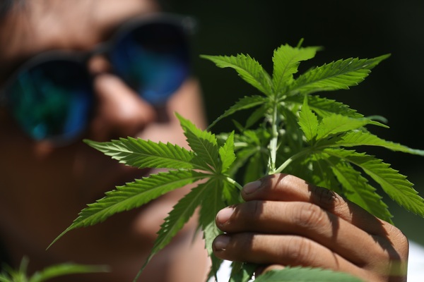 El proyecto de cannabis medicinal queda a un paso de ser ley en Costa Rica - MarketData