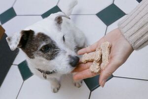 Cómo alimentar a las mascotas de forma amigable con el medio ambiente - Mascotas - ABC Color