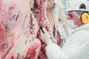 Exportación de carne a Rusia sigue inalterable pese a la guerra - Nacionales - ABC Color