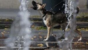 Los perros pueden tener reacción similar al duelo por otro perro