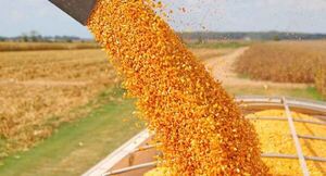 Preocupa la oferta de cereales en el mundo