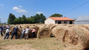 Gobierno distribuyó forraje para ganado a pequeños productores de Yabebyry, afectados por sequía e incendios - .::Agencia IP::.