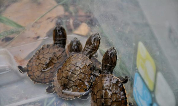 Tortugas de agua en peligro de extinción nacieron en nuestro país - OviedoPress