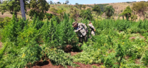 En tercer día consecutivo, el operativo «Nueva Alianza XXIX» destruyó 203 toneladas de marihuana - .::Agencia IP::.