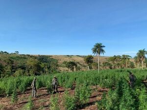 Más de 203 Toneladas de Marihuana anuladas en tres días