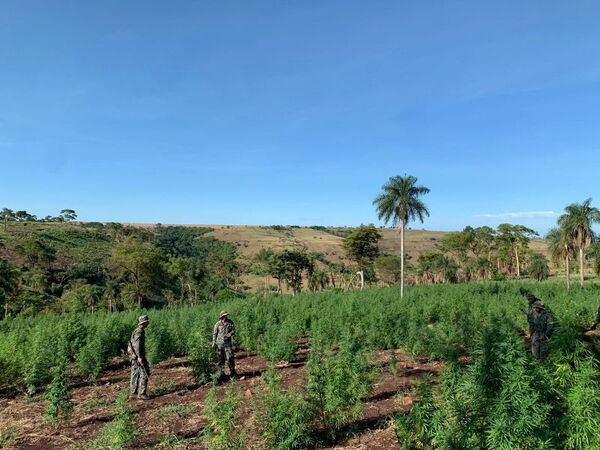 Más de 203 Toneladas de Marihuana anuladas en tres días