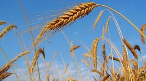 Ataque de Rusia a Ucrania disparó precios de soja, trigo y maíz y preocupa al sector cárnico