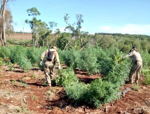 Operativo «Nueva Alianza XXIX»: Se destruyeron 203 toneladas de marihuana en tres días de operaciones
