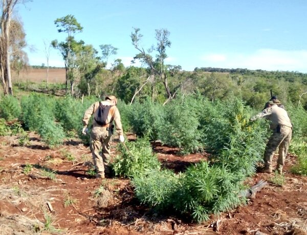 Operativo «Nueva Alianza XXIX»: Se destruyeron 203 toneladas de marihuana en tres días de operaciones