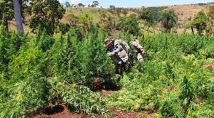 SENAD anula más de 203 toneladas de marihuana en tres días de operativo