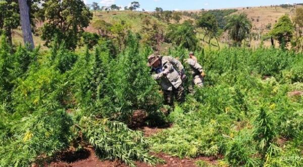 SENAD anula más de 203 toneladas de marihuana en tres días de operativo