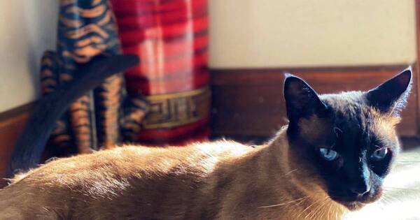 La Nación / Ofrecen un millón de guaraníes como recompensa por Lalo, un gatito perdido