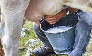 Crónica / Hendy la sitú: aseguran producción de leche solo hasta mayo