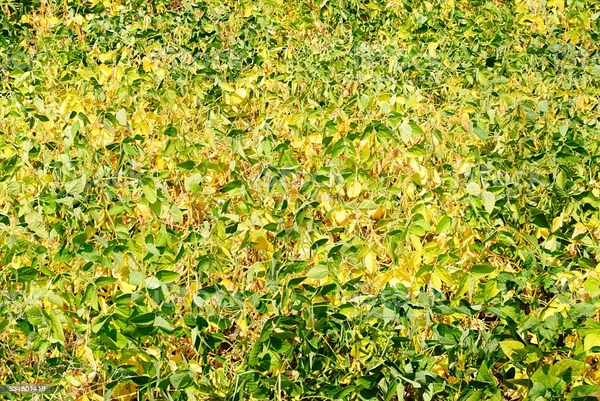 Cultivo de soja y plagas a la vista!