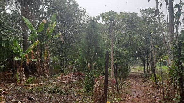 Lluvia trae esperanza a la producción en un sector de Misiones